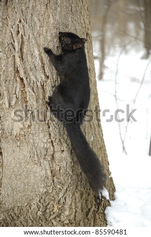 little squirrel in a snowed forest climbing up the tree tronk