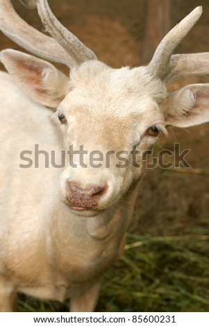 Albino fallow deer, a vertical picture