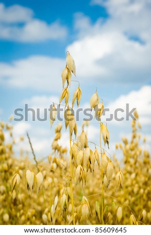field of golden oats and blue sky, agricultural field