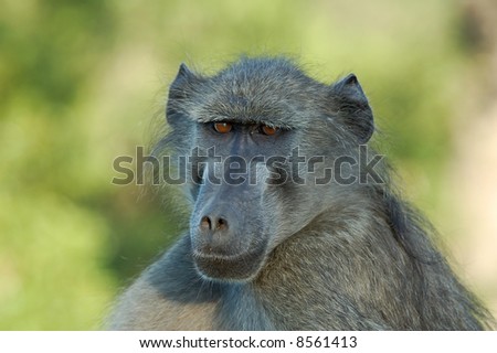 A chacma baboon portrait early in the morning in South Africa.