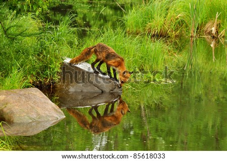 Red fox reflections in water (captive) Royalty-Free Stock Photo #85618033