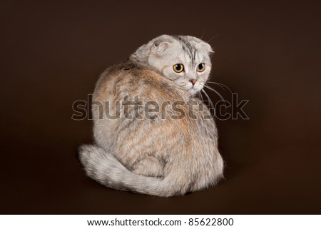 Young scottish fold female on dark brown background