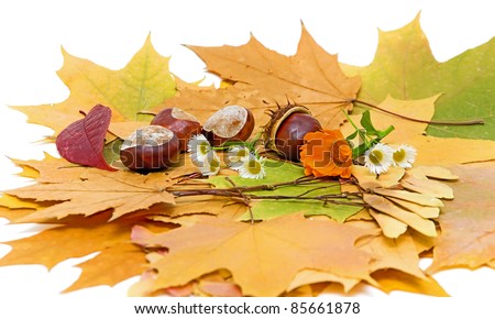 autumn still life with chestnuts, maple leaves, chamomile and calendula