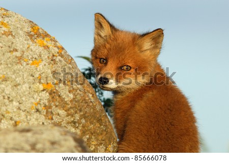 Red fox kit at sunset