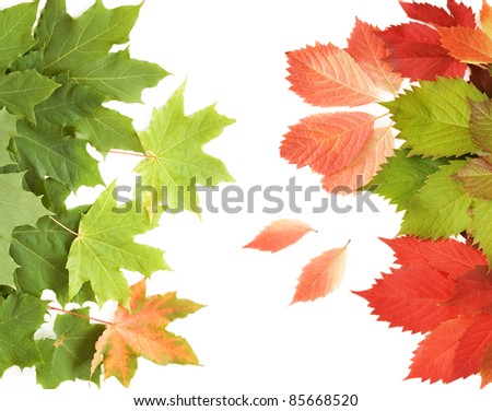 Autumn maple and wild grapes leaves background