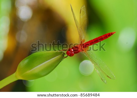 a red dragonfly attach lotus