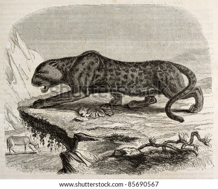 Black panther old illustration. Created by Werner, published on Magasin Pittoresque, Paris, 1842