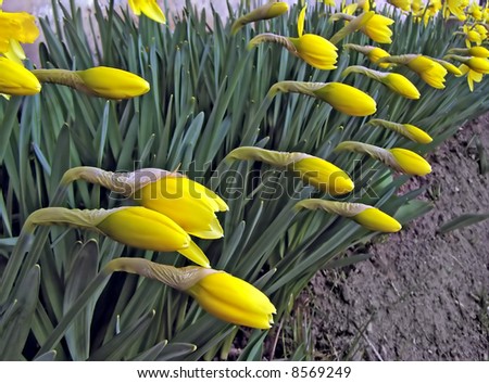 flowerses narcissuses