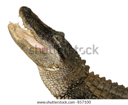 Snapping Alligator, Isolated Royalty-Free Stock Photo #857100