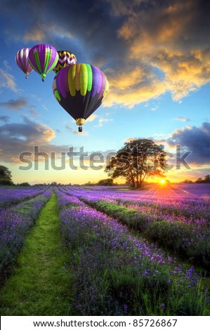 Beautiful image of stunning sunset with atmospheric clouds and sky over vibrant ripe lavender fields in English countryside landscape with hot air balloons flying high Royalty-Free Stock Photo #85726867
