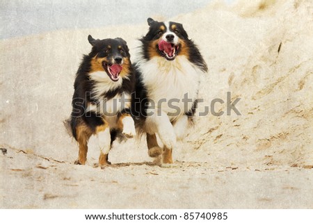 grunge textured picture of two running Australian Shepherds