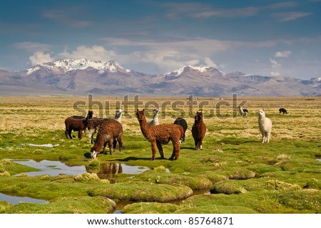 Llamas on grassy Bolivian altiplano with Andean volcanoes behind Royalty-Free Stock Photo #85764871