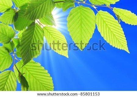 green summer leaves and blue sky with sun Royalty-Free Stock Photo #85801153