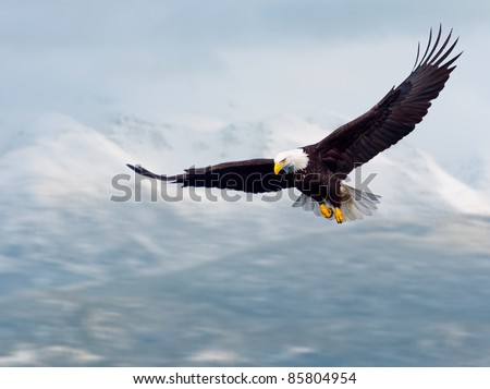 american bald eagle in flight and illustrated over alaska coastal mountains in winter, nice light on face Royalty-Free Stock Photo #85804954