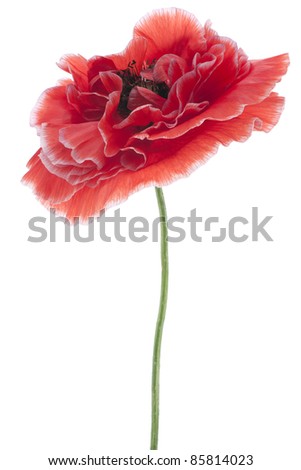 Studio Shot of  Red Colored Poppy Isolated on White Background. Large Depth of Field (DOF). Macro. National Flower of Beldium and Poland.