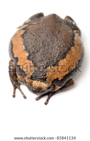 Banded bull frog Kaloula pulchra