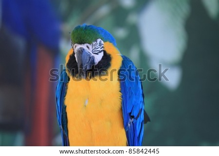 Parrot, with Amazing Colors, poses and views