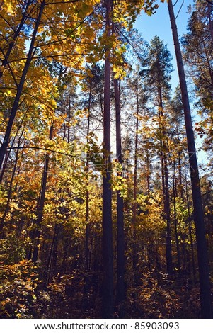 Sunny forest in the autumn season