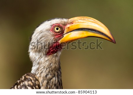 A close up of an adult yellow-billed hornbill