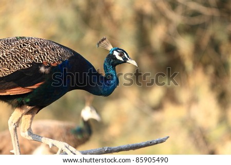 peacock; Close-up for several peacock birds