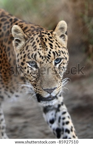 cheetah animal closeup