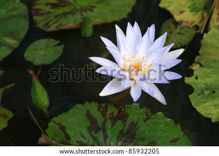 beautiful lotus in the garden