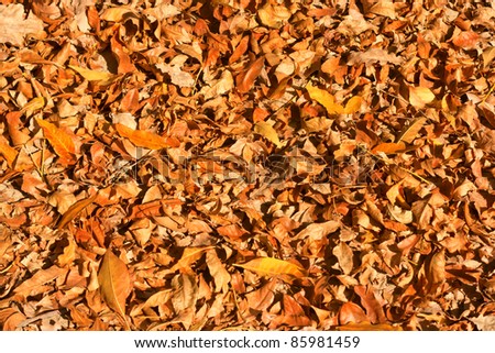 Thick yellow rug of autumn leaves