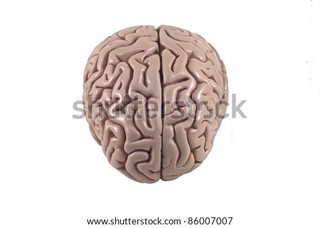 human brain model, isolated Royalty-Free Stock Photo #86007007