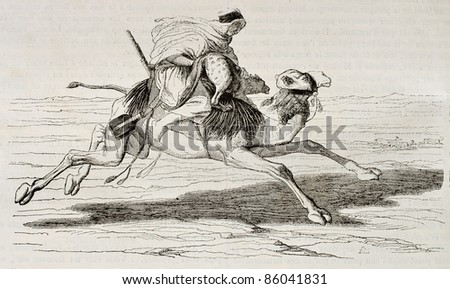 Dromedary riding at full gallop hunting gazelles, old illustration. Created by Chacaton, published on Magasin Pittoresque, Paris, 1842