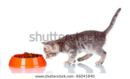 Beautiful gray kitten and dry food in bowl isolated on white