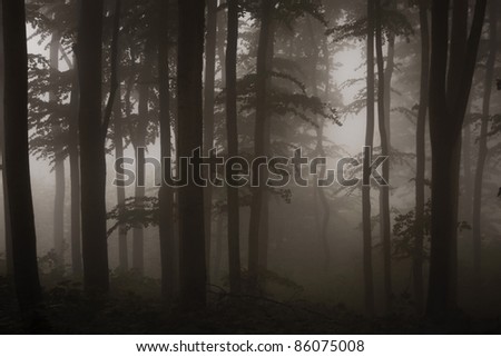 dark forest sepia photograph