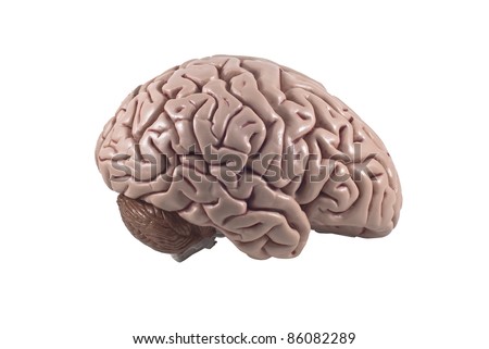 human brain model, isolated Royalty-Free Stock Photo #86082289
