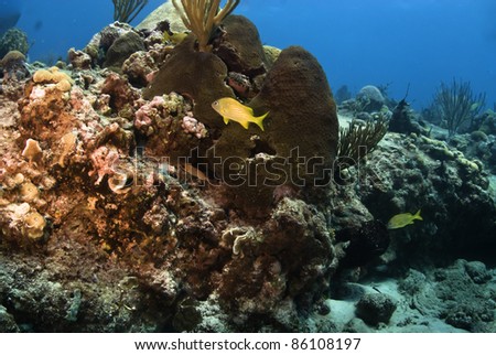 Grunts and soldier fish hidding behind star coral.