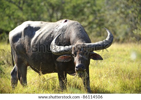Buffalo bitten by a Komodo dragon. Water Buffalo. Rinca. Komodo National Park. Indonesia