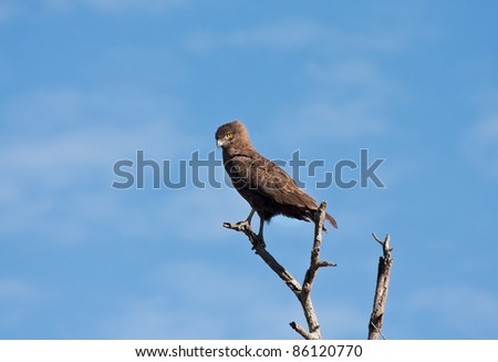 Brown snake eagle sitting in a tree with the blue sky as background