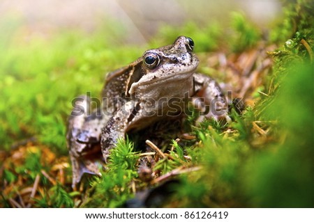 Cute frog or Common Frog ior Rana temporaria in a forest enviroment