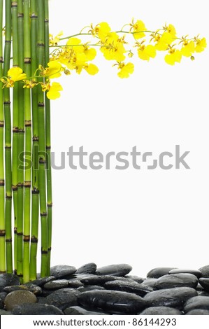 branch yellow orchid and thin bamboo grove with stones