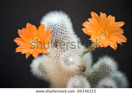 Blooming cactus on dark background (Aylostera).An image with shallow depth of field.