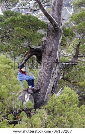 Woman in outdoor clothing sitting in ancient Pencil Pine. Cradle Mountain, Lake St Clair National Park