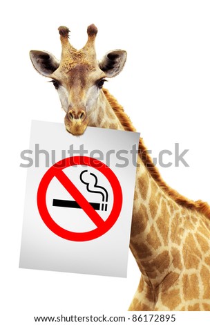 No smokes white paper on the brink of a giraffe