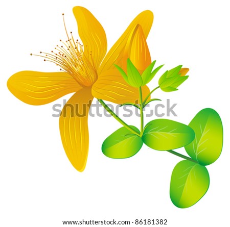 Common St. Johnswort flower ( tutsan ) isolated on white, vector Royalty-Free Stock Photo #86181382