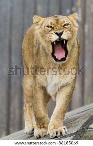 roaring lioness