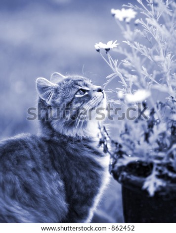 Cat exploring flowers
