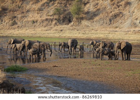 herd of elephants including several babies
