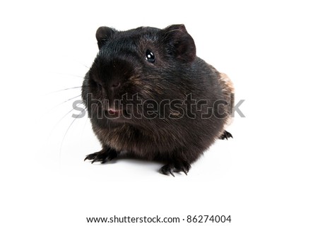 brown cavy on white background
