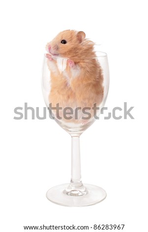 hamster in glass