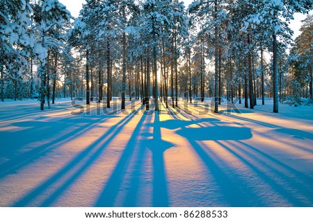 Sunset in a winter forest. Royalty-Free Stock Photo #86288533