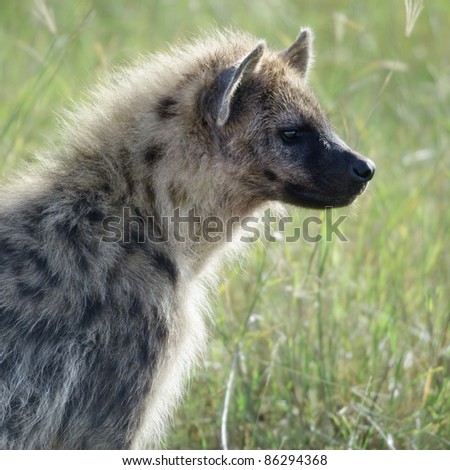 Hyena in Serengeti National Park, Tanzania, Africa
