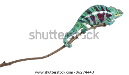 Panther Chameleon Nosy Be, Furcifer pardalis, in front of white background