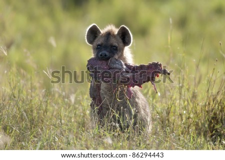 Hyena in Serengeti National Park, Tanzania, Africa